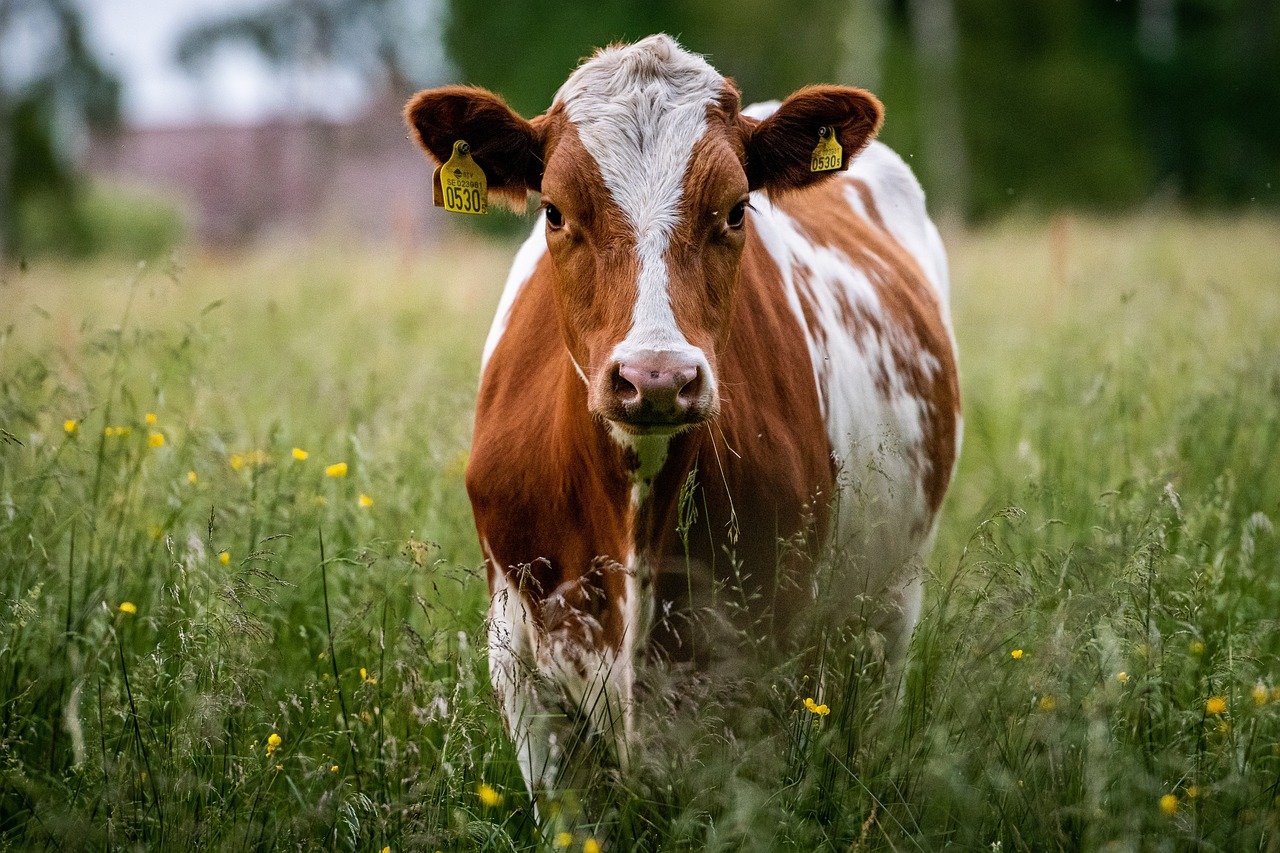 cow, animal, livestock-6360406.jpg