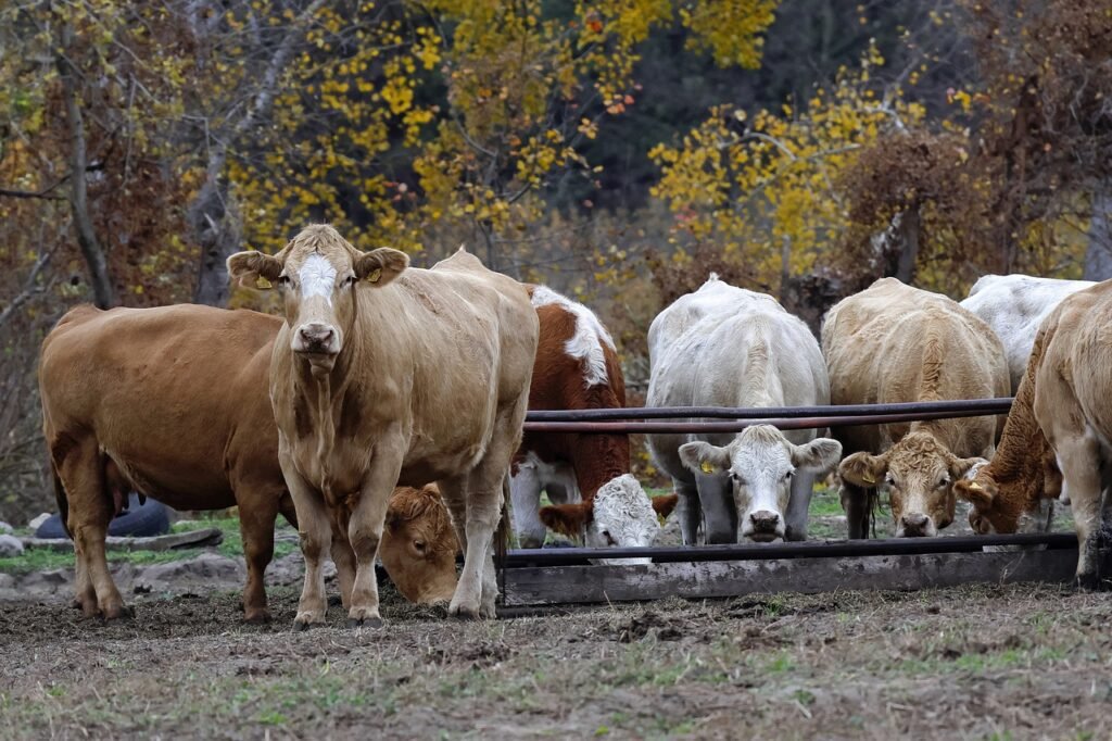 cows, cattles, livestock