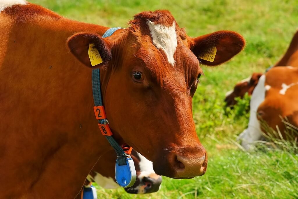 cow, animal, pasture-1509258.jpg