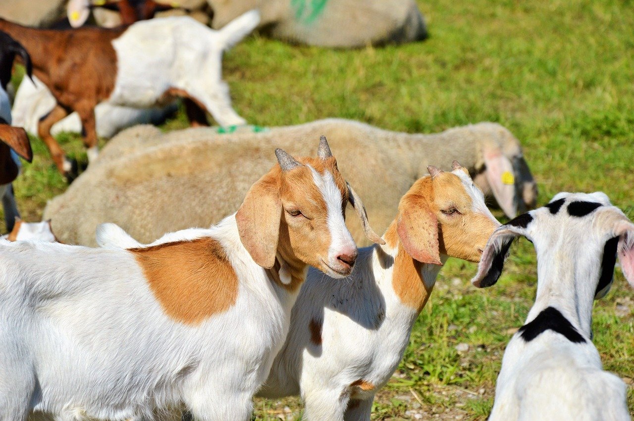 What is the Importance of Chelated Minerals? - Improving animal ... - Animal Chelated Minerals Supports Strength