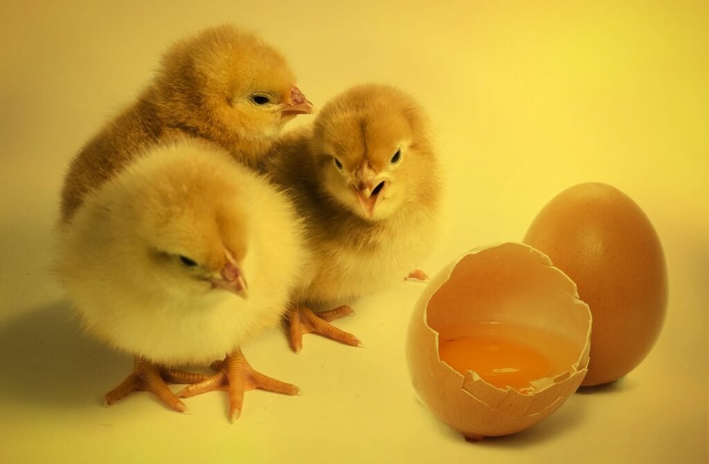 chick, bird, chicken chicks-2965846.jpg