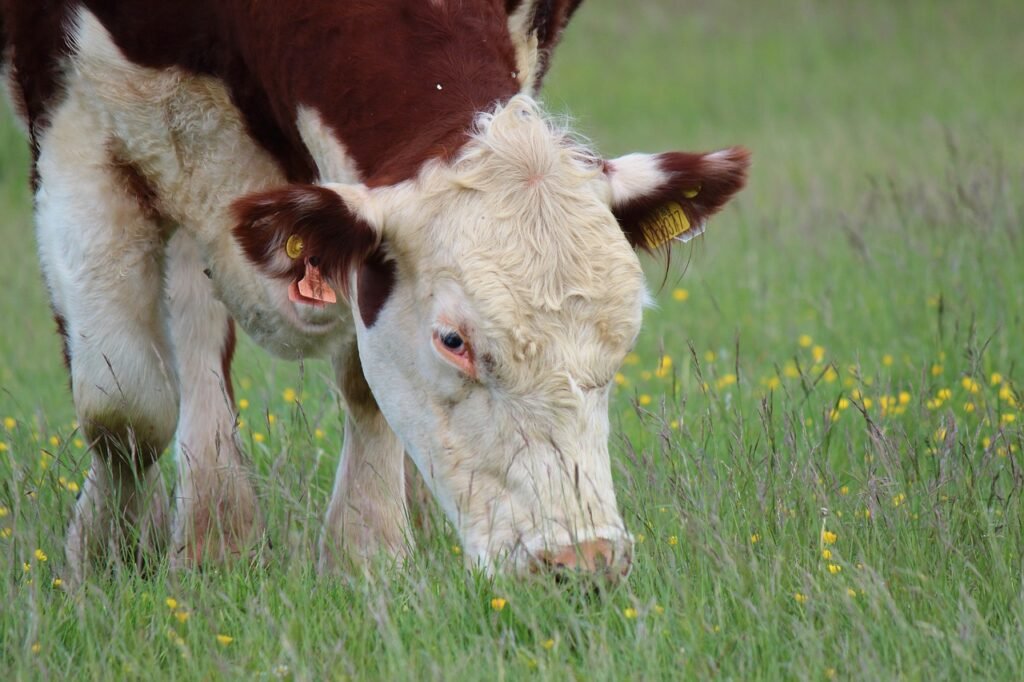 cow, grazing, nature-7234313.jpg