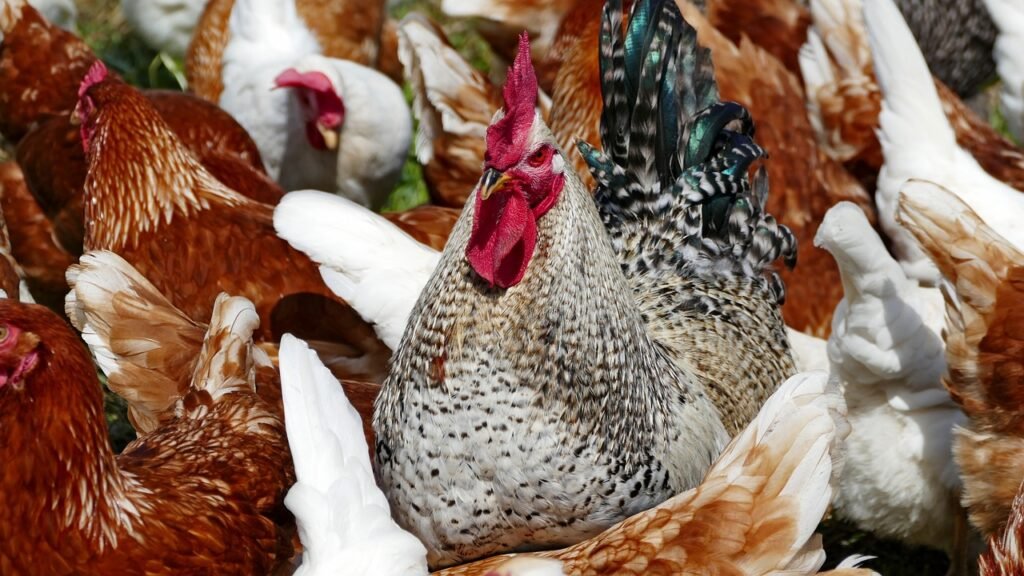 animals, faucet, hens-4187966.jpg