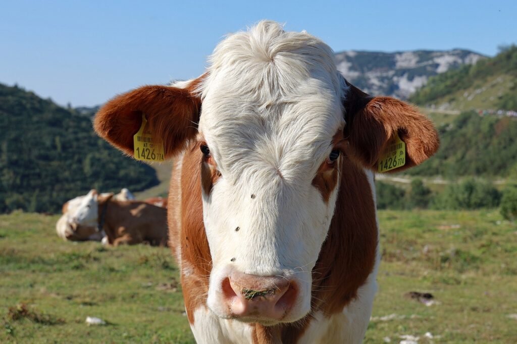 cow, animal, livestock-6655935.jpg