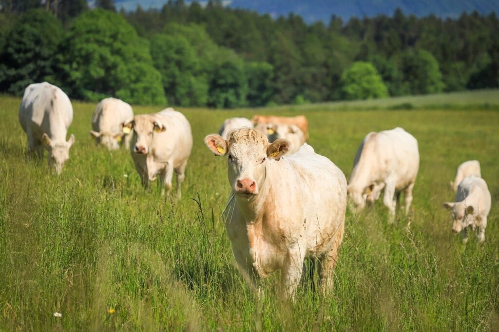 cows, cattle, animals-8114279.jpg