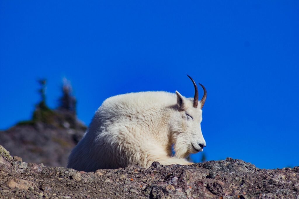 goat, resting, horns-5934811.jpg