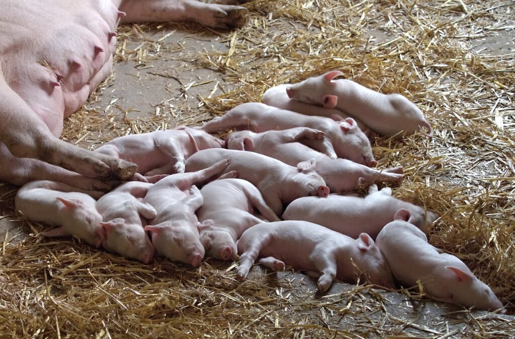 piglet, litter, pig-1639582.jpg