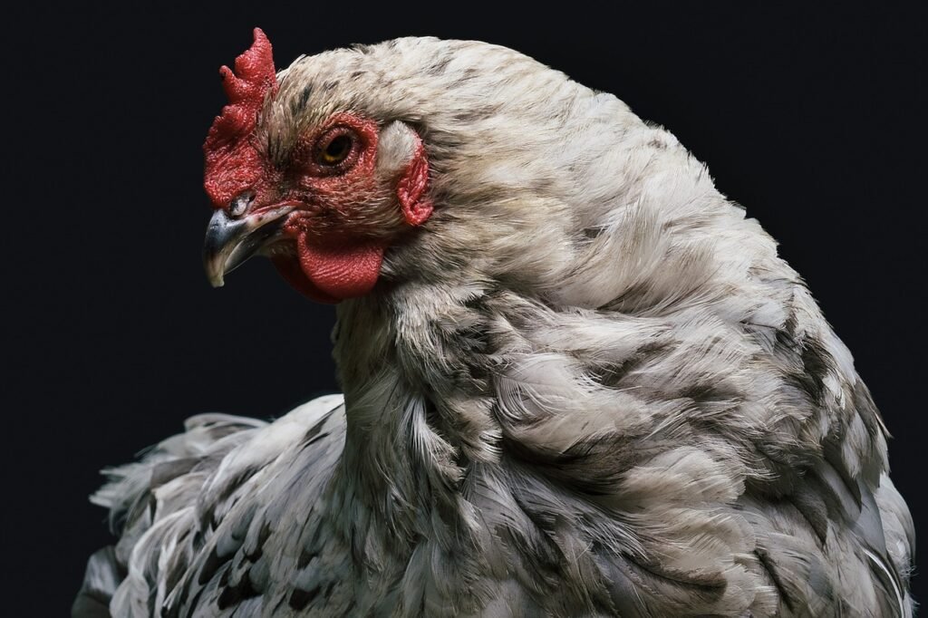 chicken, hen, poultry-1851495.jpg