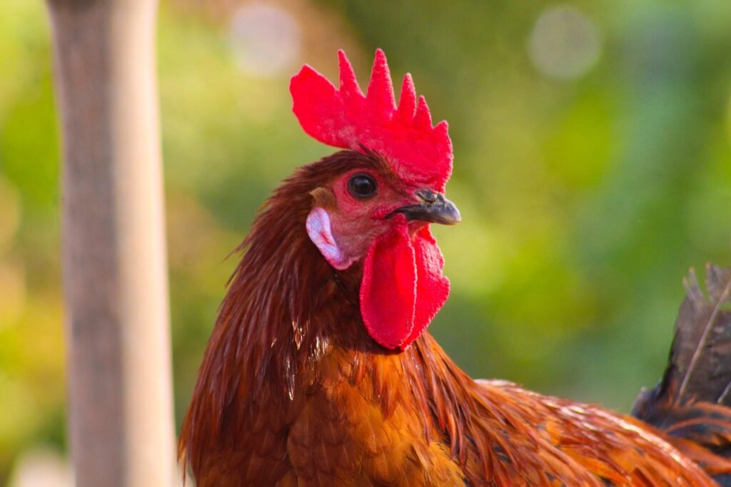 Unleashing the Power of Complex Amino Acid Chelated Zinc in Poultry