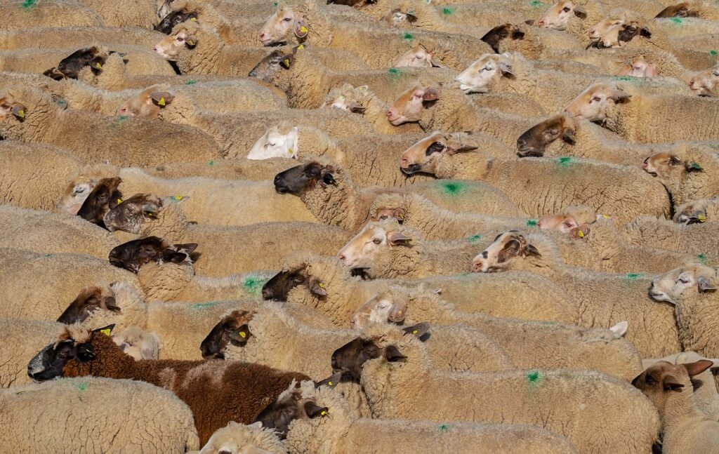sheeps, flock, animals-3379578.jpg