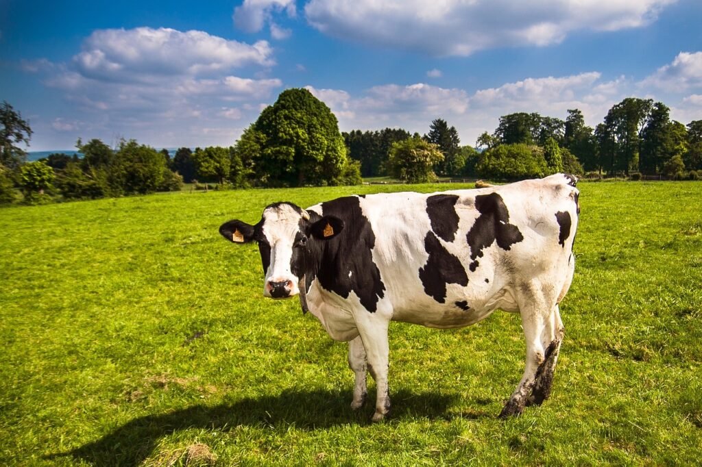 cow, landscape, grass-2132526.jpg