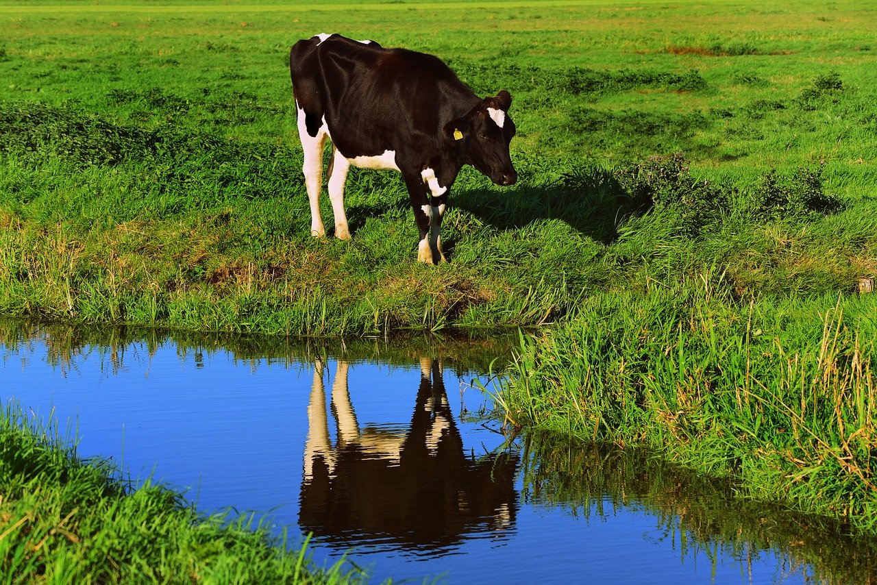 cow, nature, cattle-3706901.jpg