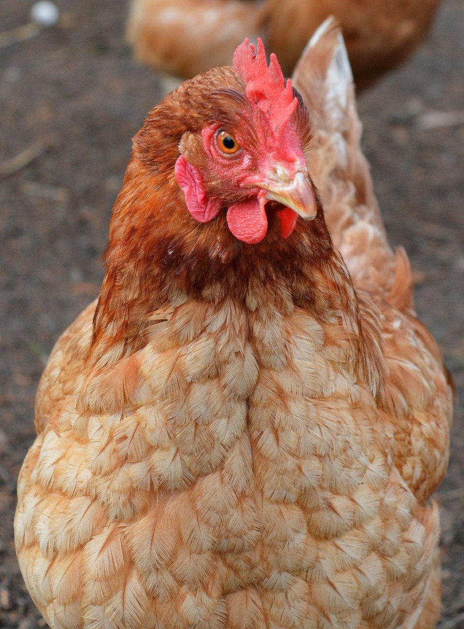 hen, close up, poultry-3705224.jpg